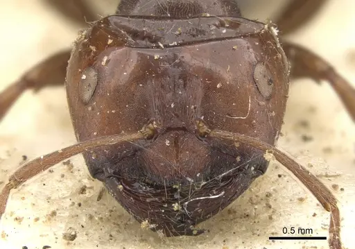 Melophorus curtus - CASENT0903264