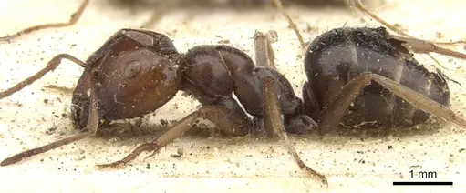 Melophorus curtus - CASENT0903264