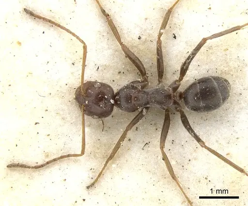 Melophorus curtus - CASENT0903265