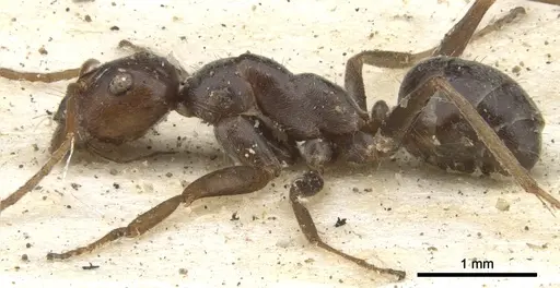 Melophorus curtus - CASENT0903265