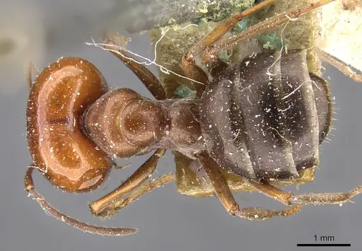 Melophorus curtus - CASENT0909810