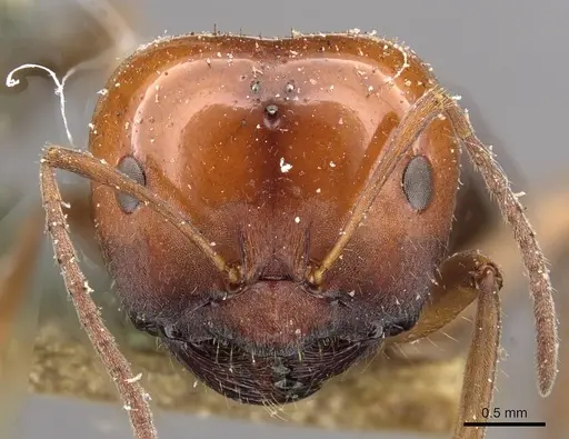 Melophorus curtus - CASENT0909810