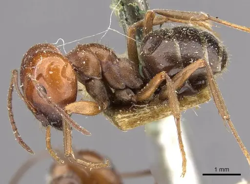 Melophorus curtus - CASENT0909810