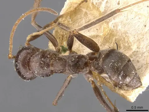 Melophorus curtus - CASENT0909811