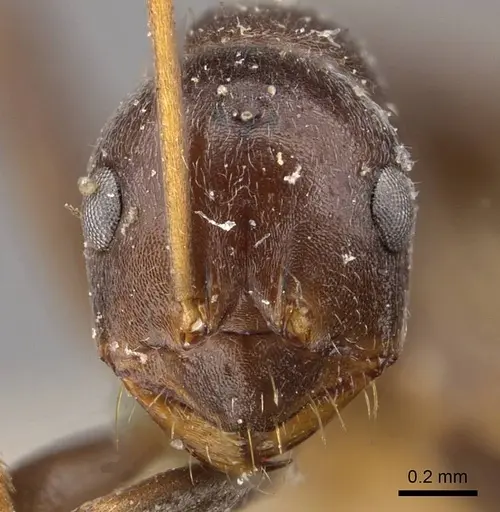 Melophorus curtus - CASENT0909811