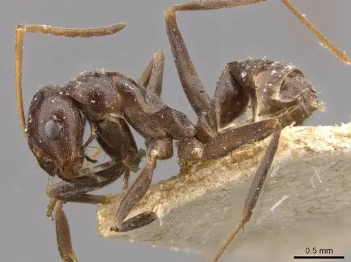 Melophorus curtus - CASENT0909811