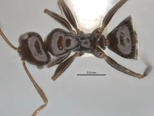 Melophorus dicyrtos specimen