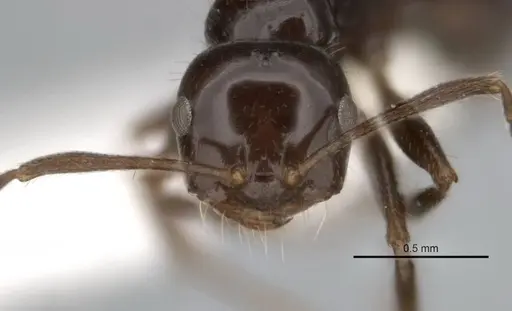 Melophorus dicyrtos specimen