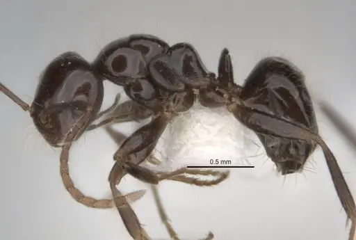 Melophorus dicyrtos specimen