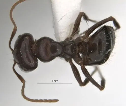 Melophorus dicyrtos - ANIC32-900177-2