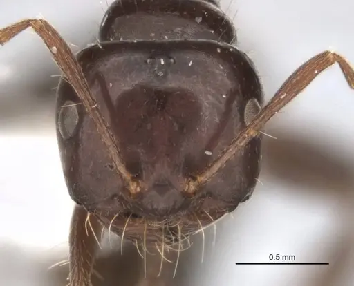 Melophorus dicyrtos - ANIC32-900177-2