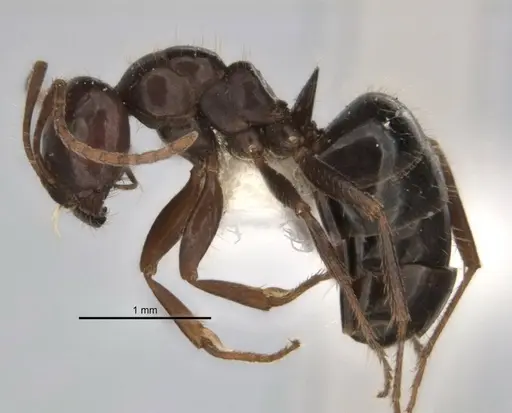 Melophorus dicyrtos - ANIC32-900177-2