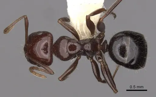 Melophorus dicyrtos - CASENT0280487