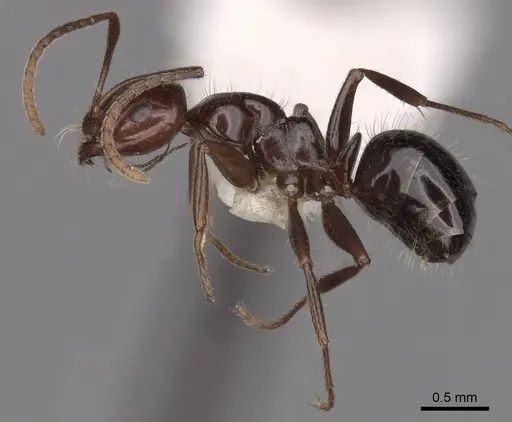 Melophorus dicyrtos - CASENT0280487