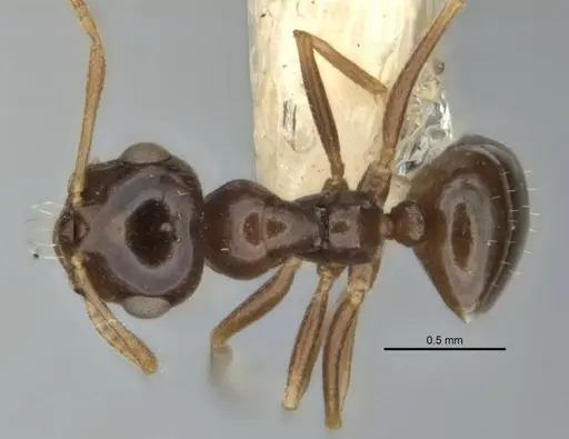 Melophorus diversus specimen