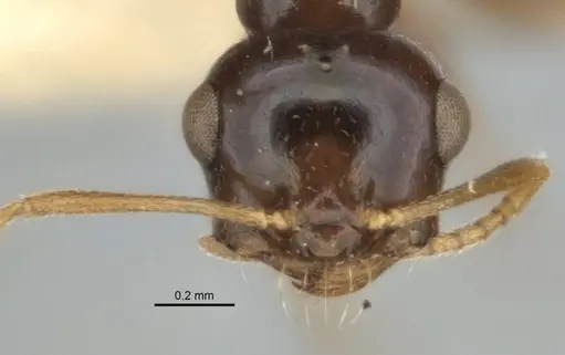 Melophorus diversus specimen