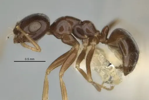 Melophorus diversus specimen