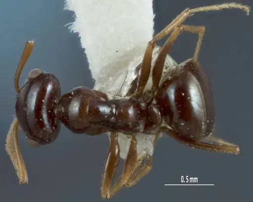 Melophorus diversus - ANIC32-900186-2