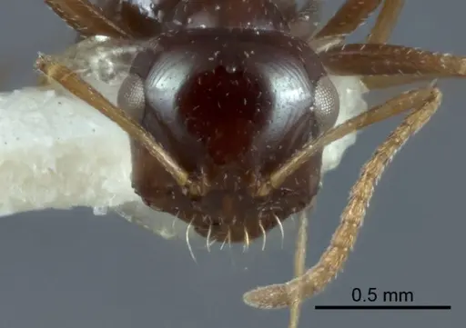 Melophorus diversus - ANIC32-900186-2