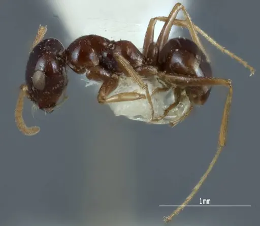 Melophorus diversus - ANIC32-900186-2