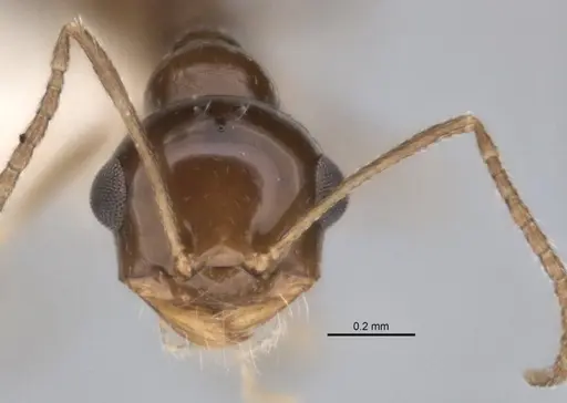 Melophorus eumorphus specimen