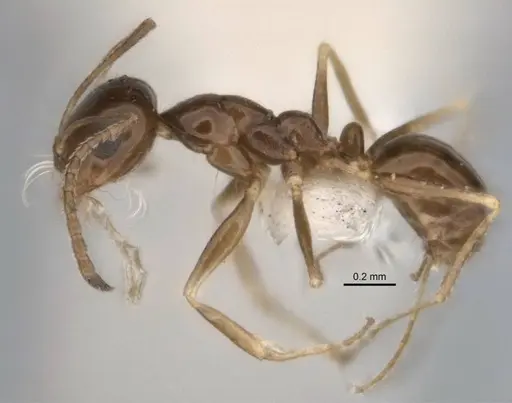 Melophorus eumorphus specimen
