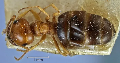 Melophorus fieldi specimen