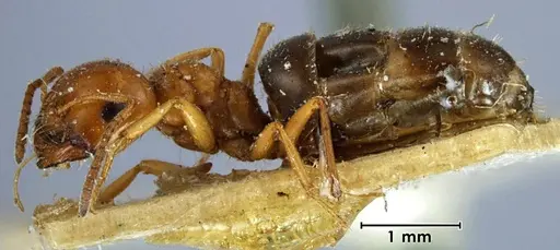 Melophorus fieldi specimen