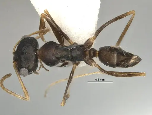 Melophorus fieldi - JDM32-001489