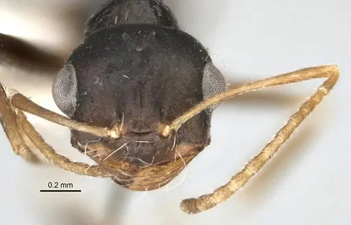 Melophorus fieldi - JDM32-001489