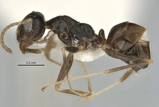 Melophorus fieldi - JDM32-001489