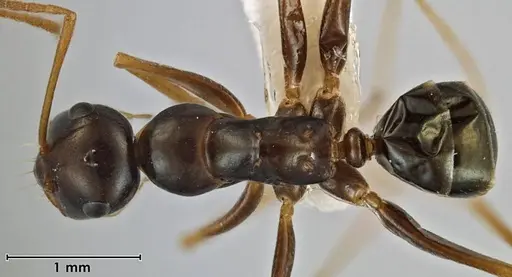 Melophorus fulgidus specimen