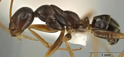 Melophorus fulgidus specimen