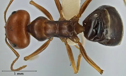 Melophorus fulgidus - ANIC32-066609-2