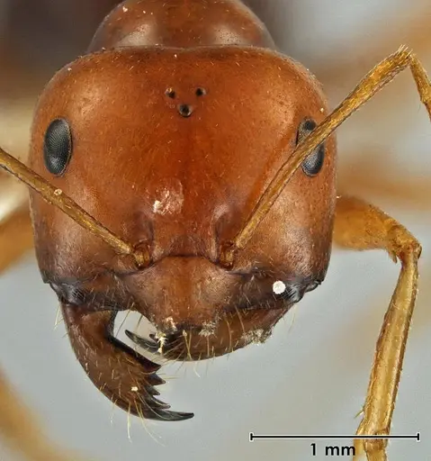 Melophorus fulgidus - ANIC32-066609-2