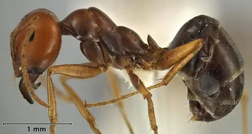 Melophorus fulgidus - ANIC32-066609-2