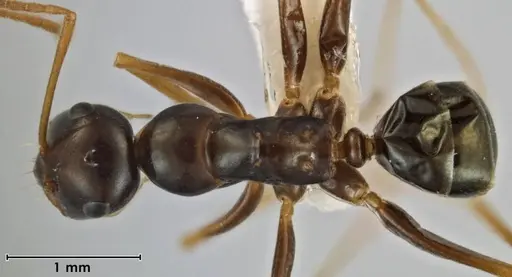 Melophorus fulgidus - ANIC32-066609
