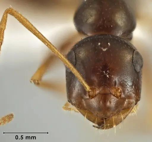 Melophorus fulgidus - ANIC32-066609