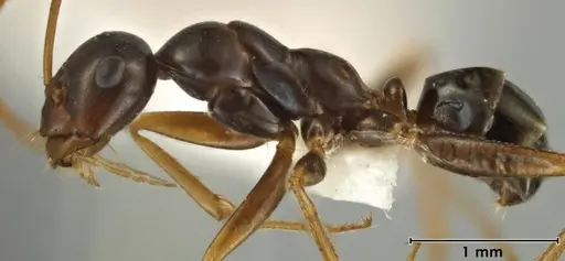 Melophorus fulgidus - ANIC32-066609