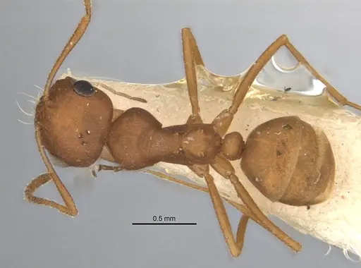 Melophorus fulvidus specimen