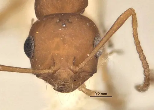 Melophorus fulvidus specimen