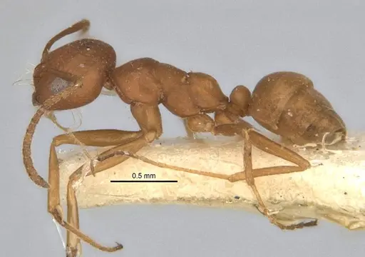 Melophorus fulvidus specimen