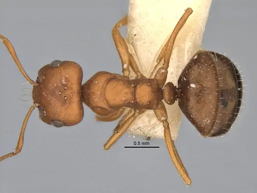 Melophorus fulvidus - ANIC32-900119-2