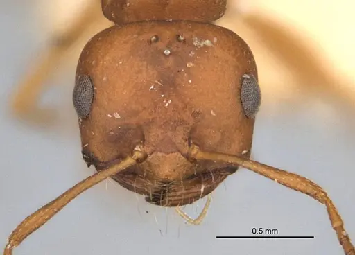 Melophorus fulvidus - ANIC32-900119-2