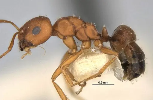 Melophorus fulvidus - ANIC32-900119-2