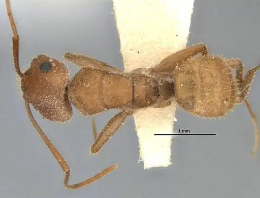 Melophorus fulvihirtus specimen