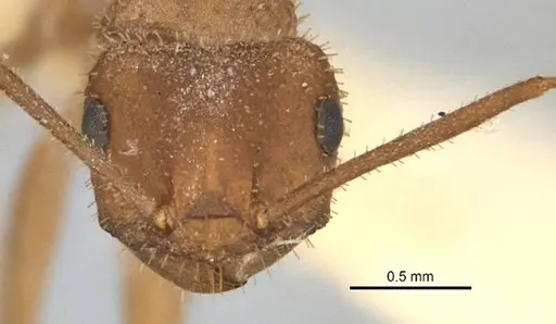 Melophorus fulvihirtus specimen