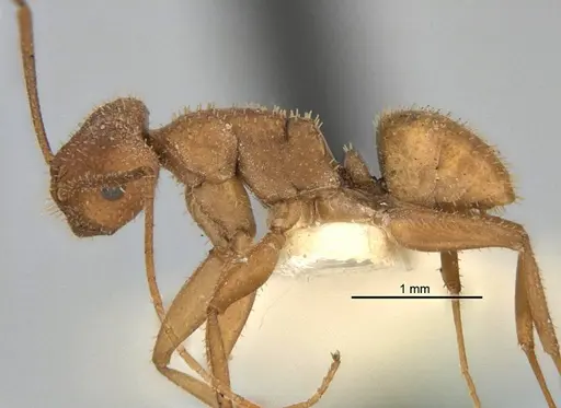 Melophorus fulvihirtus specimen