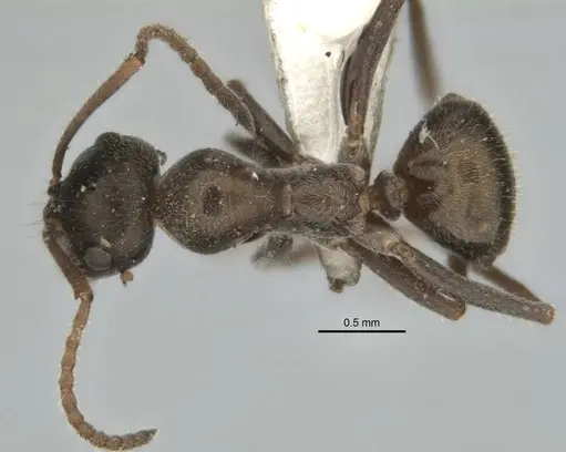 Melophorus gibbosus specimen