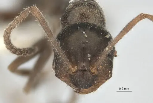 Melophorus gibbosus specimen